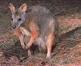 Dryandra Tammar Wallaby